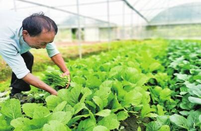 扶贫到位 农田复苏