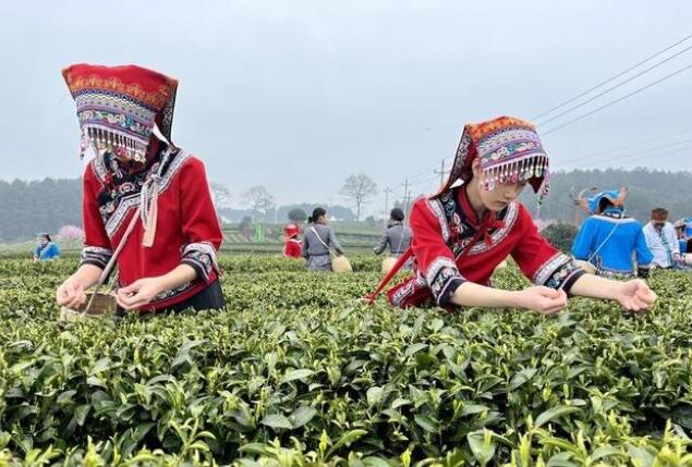 贵州凤冈县：电力赋能 茶香满溢