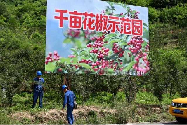 国网凤县供电公司当好电力保障排头兵 助力唐藏椒飘香