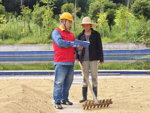 国网衢州供电公司红船服务“零距离”电助水稻“喜丰收”