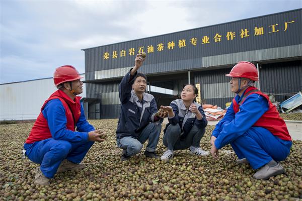 国网荣州供电公司：油茶花开榨油香 电力护航动力足