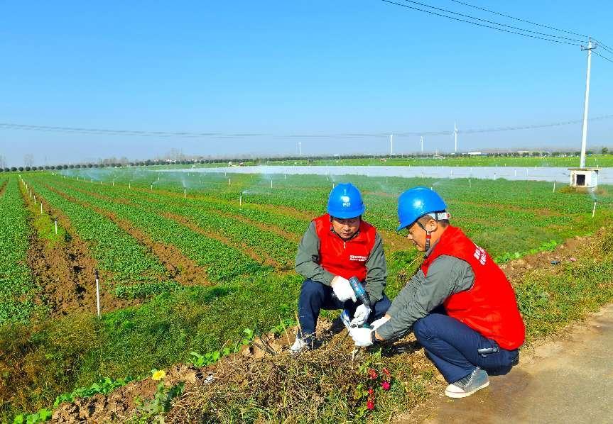 国网西平县供电公司电力守护“菜篮子” 大棚用上放心电