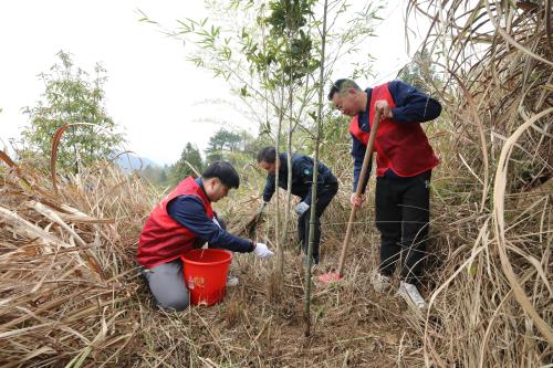 国网寿宁县供电公司义务植树积极服务生态文明建设