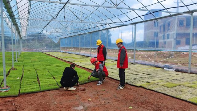 国网新田县供电公司村网共建助力春耕生产