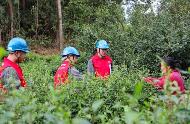 酉阳宜居茶飘香 电力护航产业兴